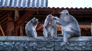 Apen bij de Uluwatu tempel