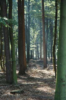 Bossen rond Westerbork